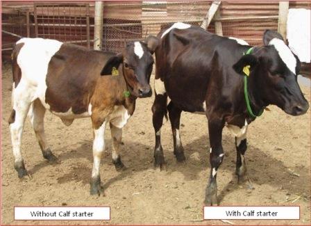 Calf nutrition